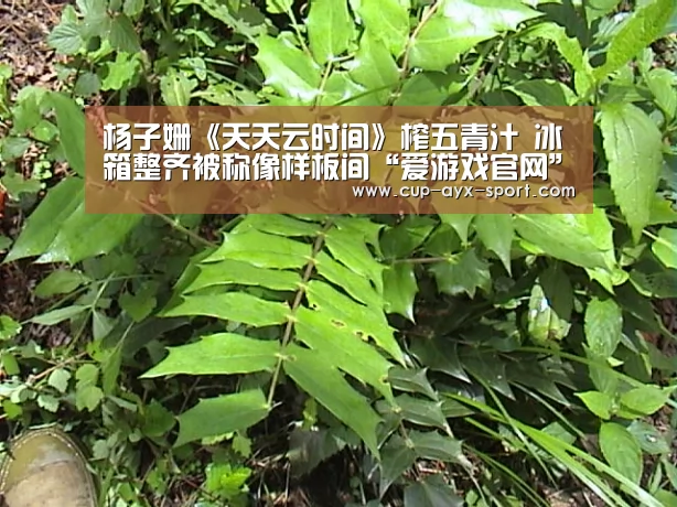 杨子姗《天天云时间》榨五青汁 冰箱整齐被称像样板间“爱游戏官网”(图3) 爱游戏官网